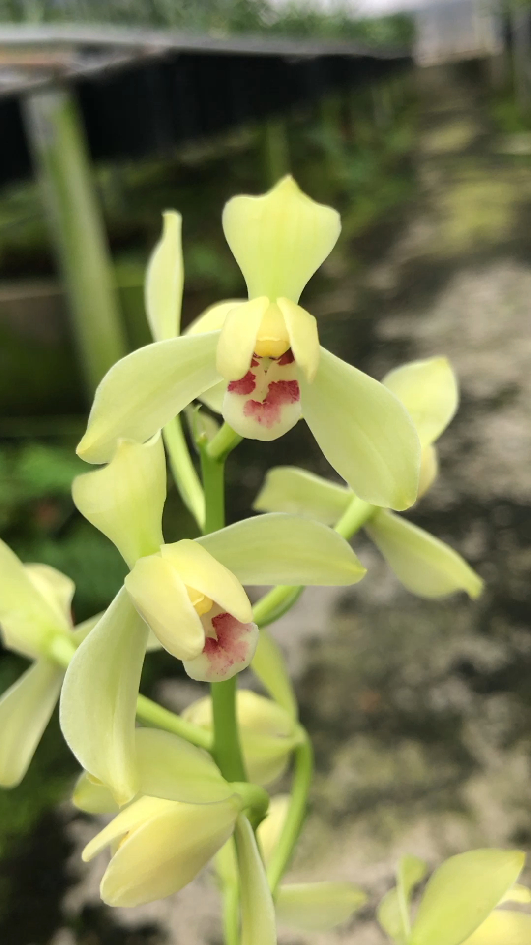 兰花#秋榜茶城榜荷