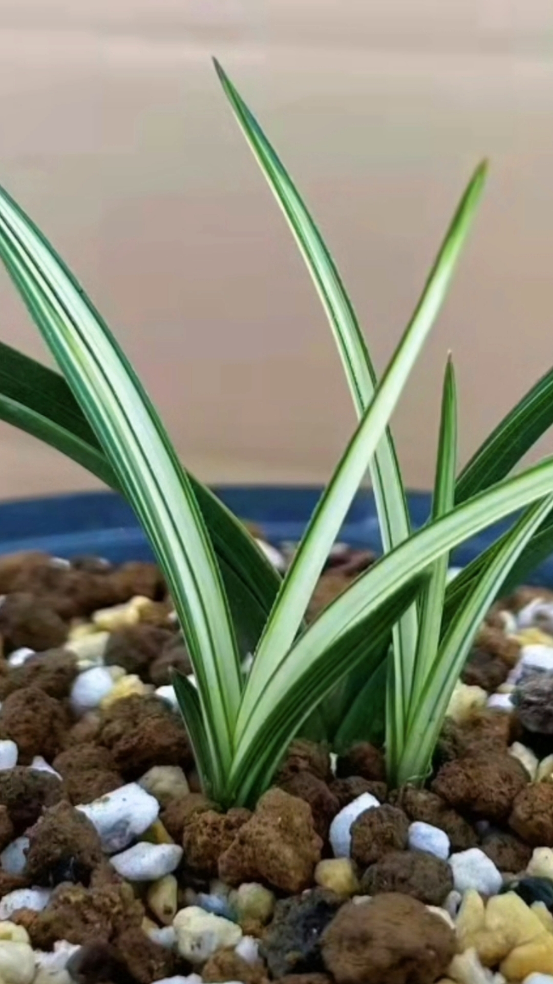 兰花#惠兰精品中透,瓷白艺大帽