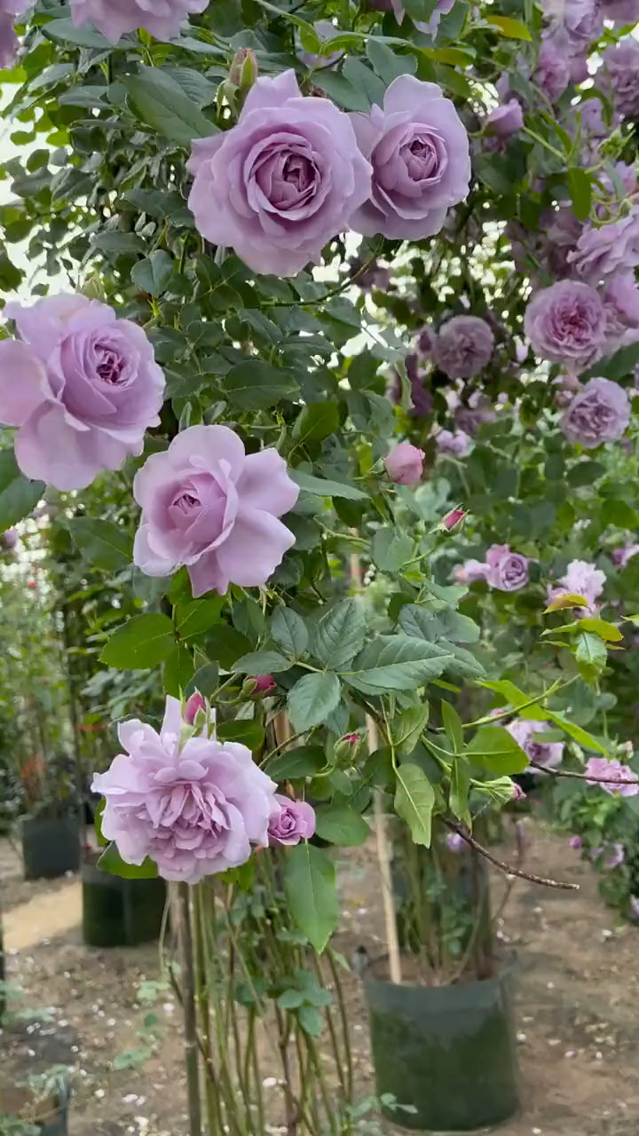 爬藤月季系列,欧月,薰衣草花环