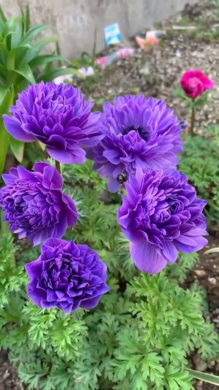 欣赏随拍写真#这几朵重瓣银莲花开得咋样-度小视