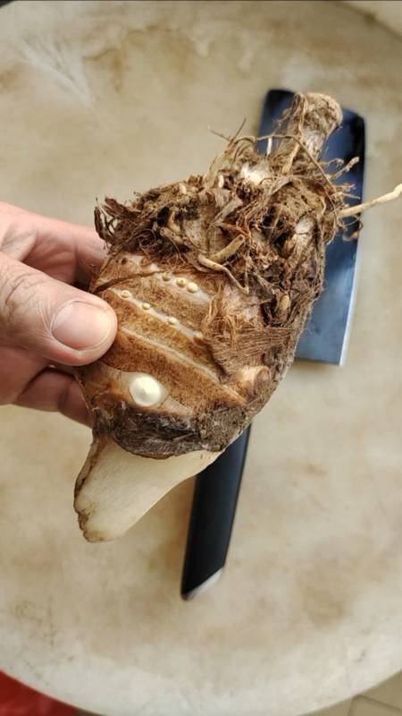 这个叫芋头母子,厨师长说必须要这样,请大家支持吗?-全民小视频