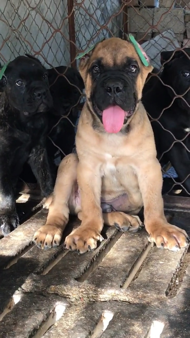 卡斯罗#铁面卡斯罗