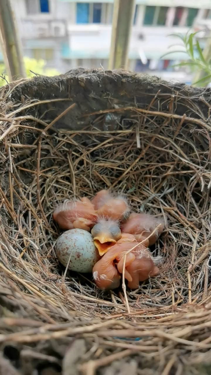 乌鸫观察记03|破壳02天鸟宝宝粉嫩嫩的