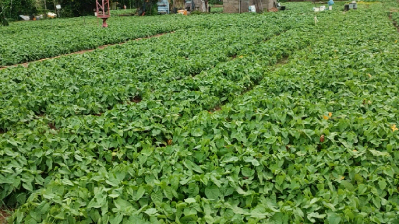 记录生活#这一地满满整整齐齐的地瓜叶