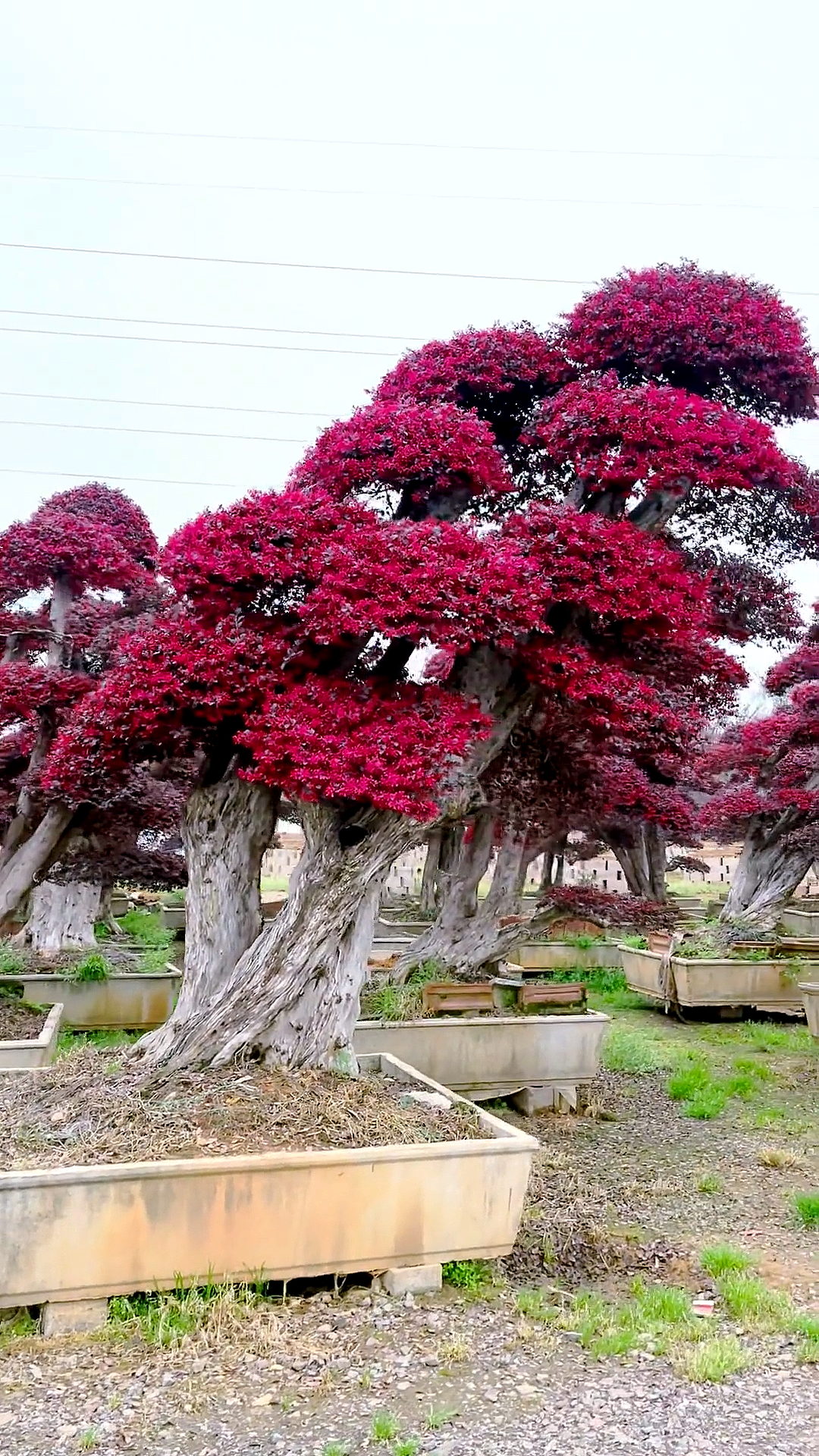 红花继木造型树红红火火耐寒耐旱南北方都可以栽植-度小视