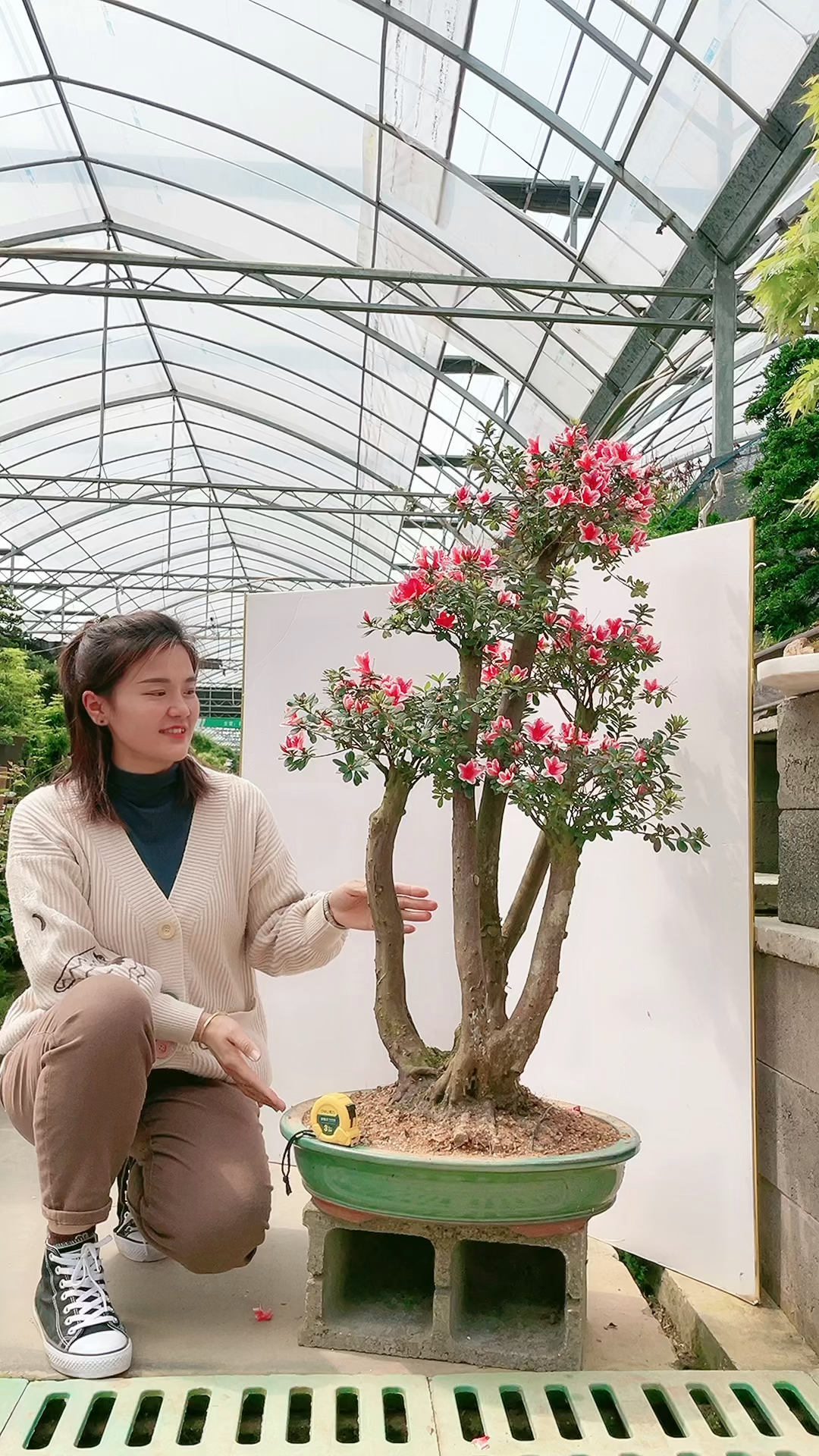 百合花杜鹃花像百合一样美