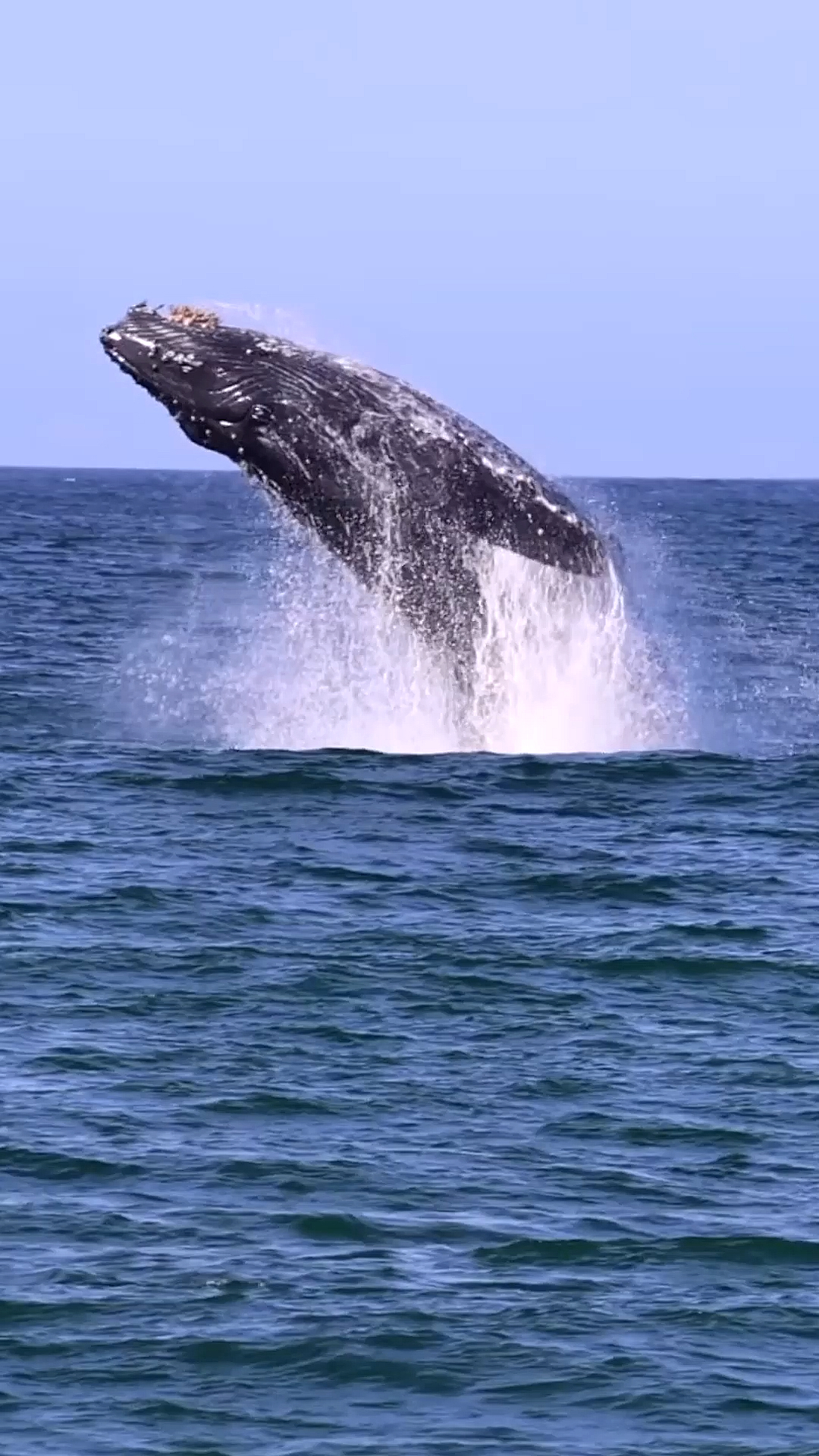我们的海洋世界#海洋座头鲸鲸跃震撼瞬间好像在摆脱身上的藤壶
