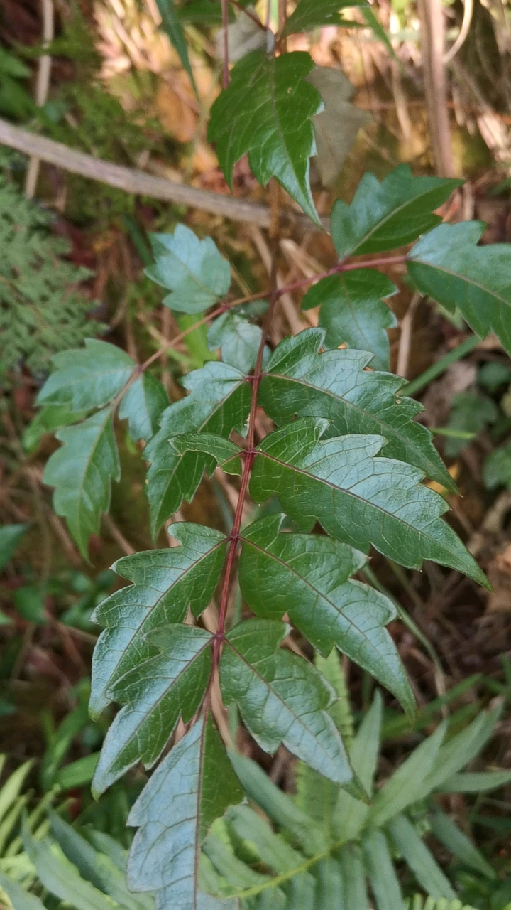 认识植物#认识植物:显齿蛇葡萄.我们这叫藤婆茶-度小视