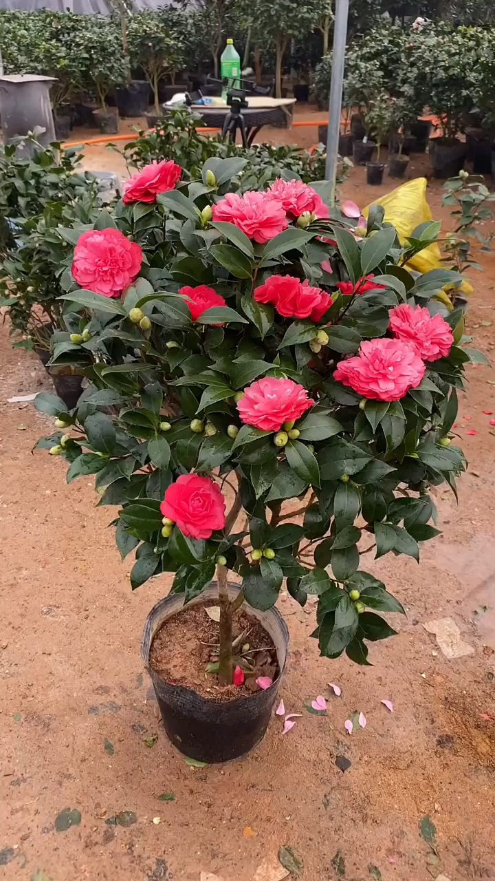 红赤丹花苞爆满