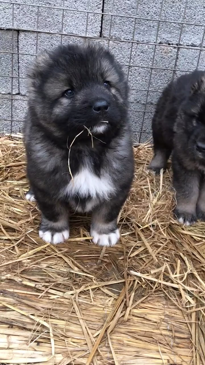 高加索#高加索幼犬.