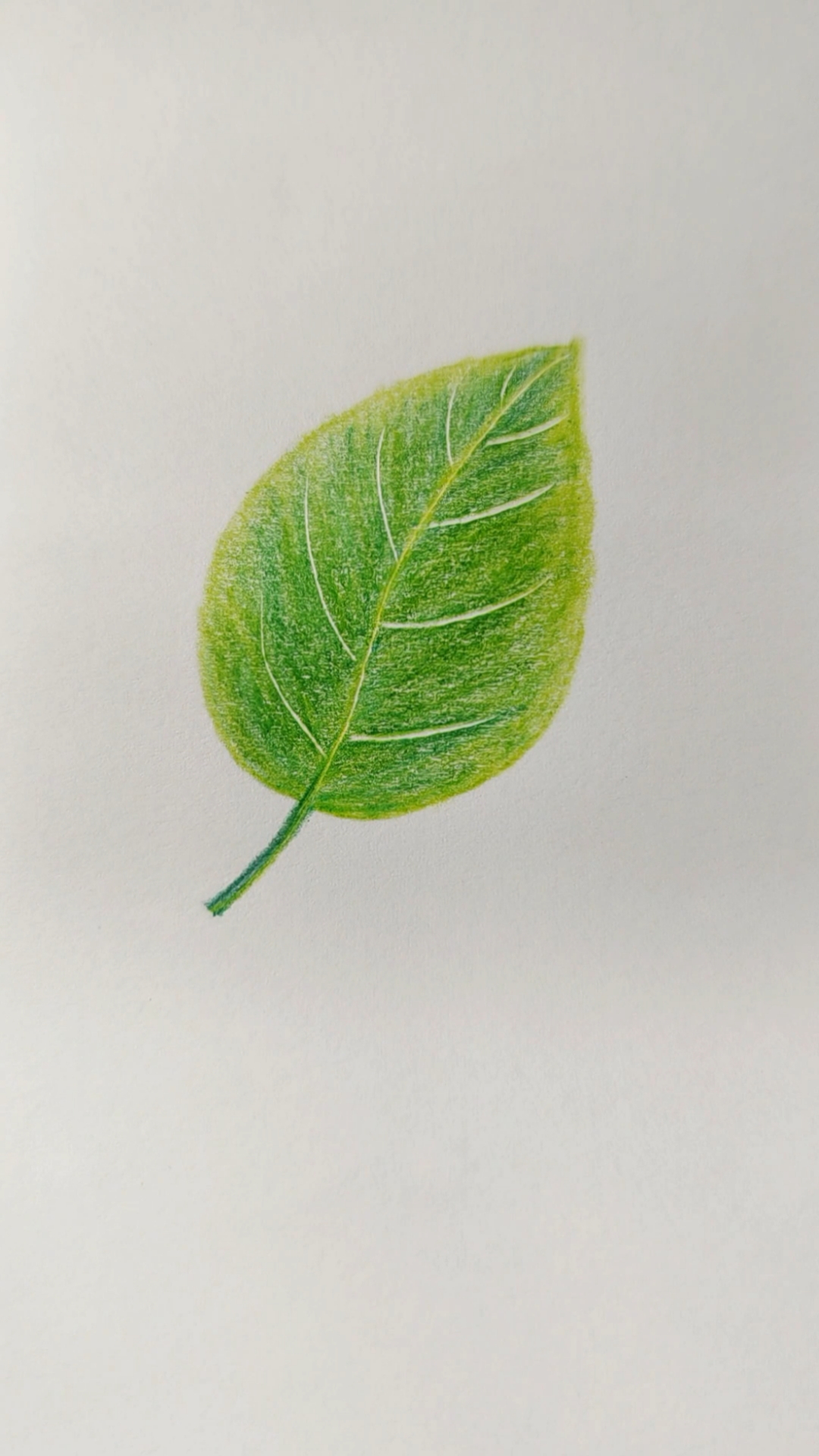 彩铅画#用彩铅画一片叶子