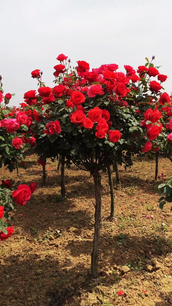 树桩月季系列,大花国月