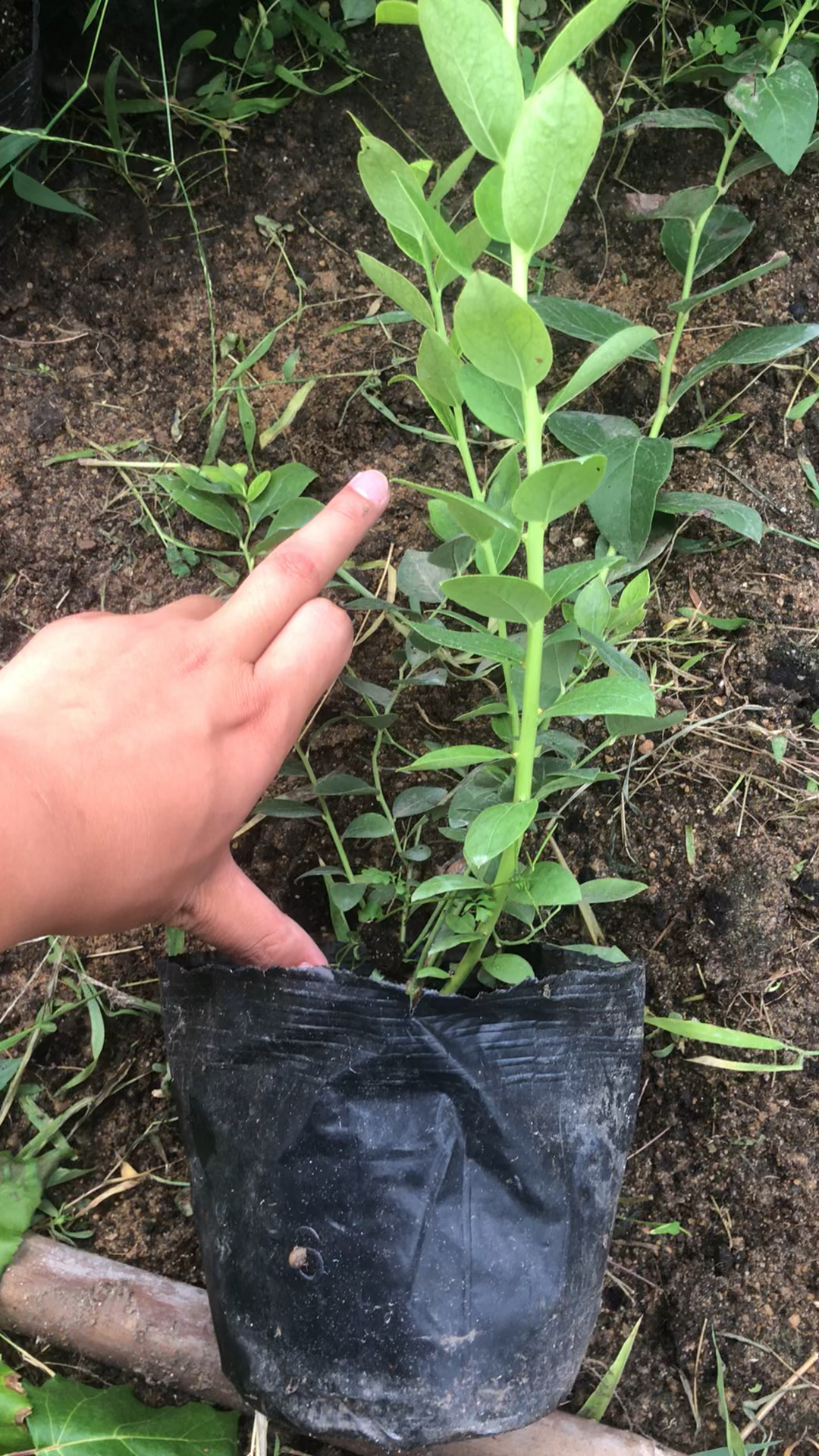 德雷珀蓝莓苗品种介绍,德雷珀蓝莓苗基地批发