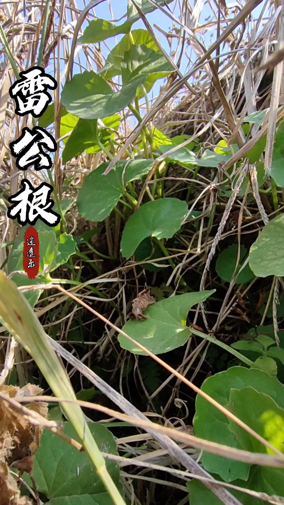 认识中草药#百草中药之雷公根