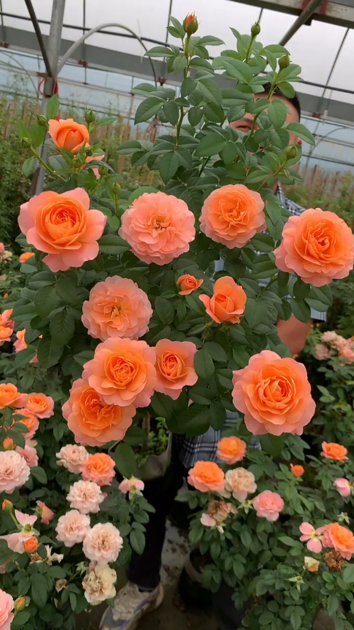 树桩月季果汁果汁阳台.水果香型.四季开花