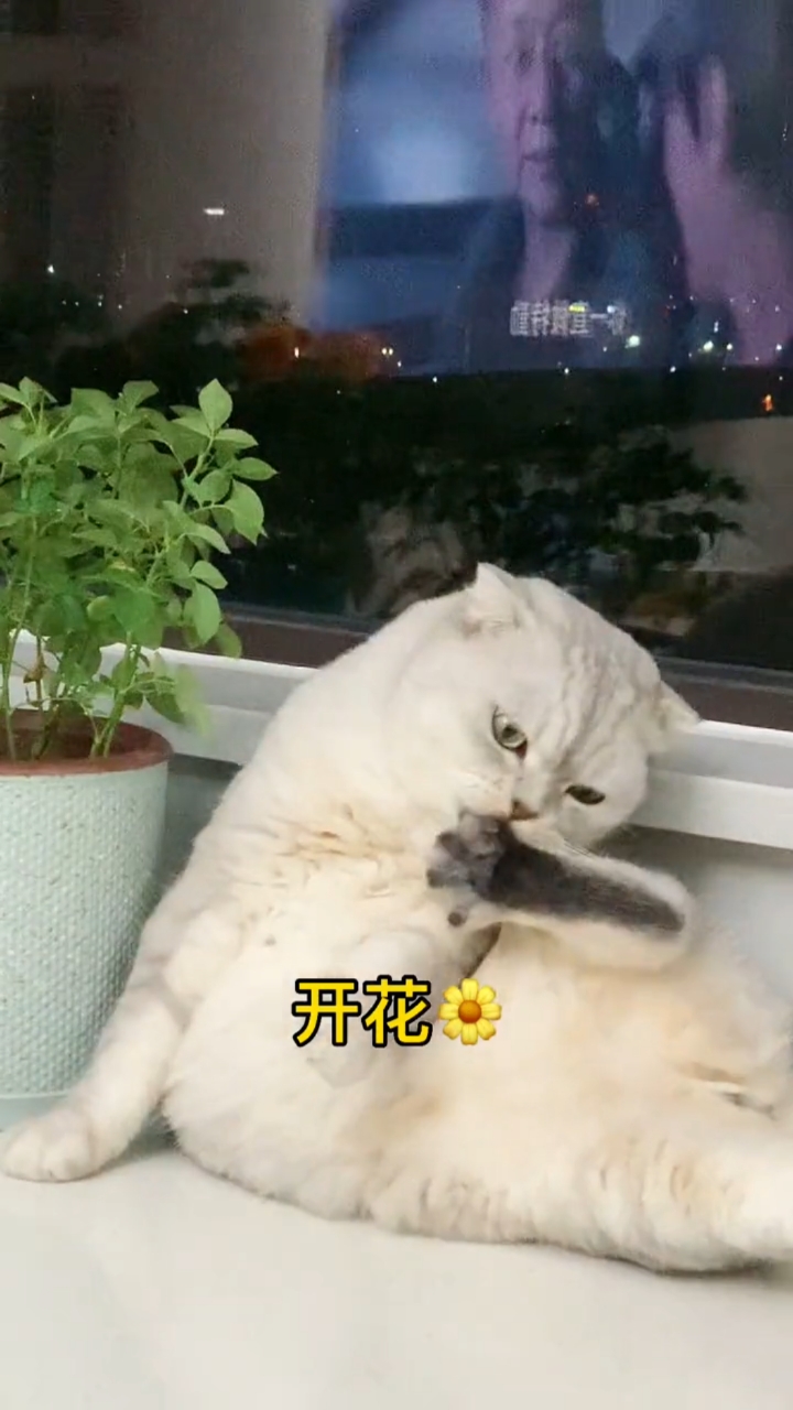 猫咪脚开花,也是一只爱干净的喵喵呢