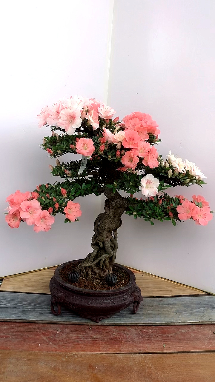 鸨惠比须.进口杜鹃