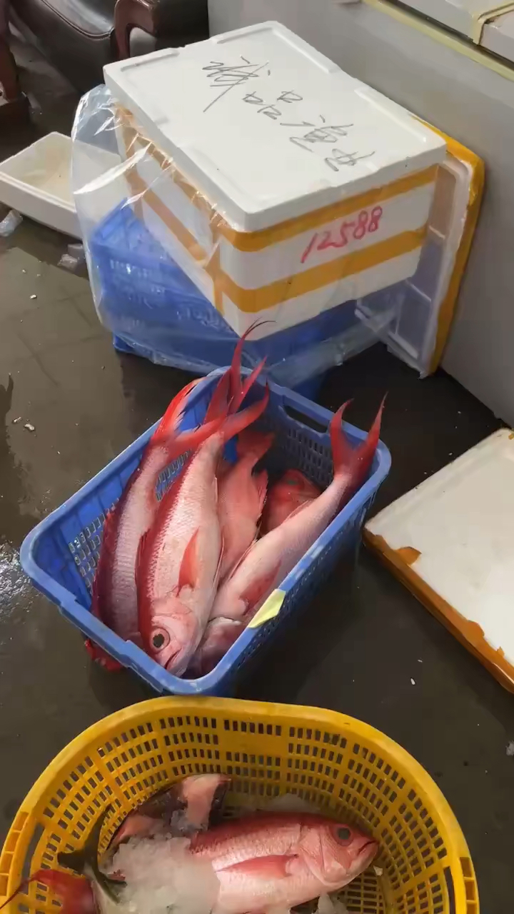 长尾滨鲷#长尾鸟,红尾鸟,长尾滨鲷,海钓,刺身鱼