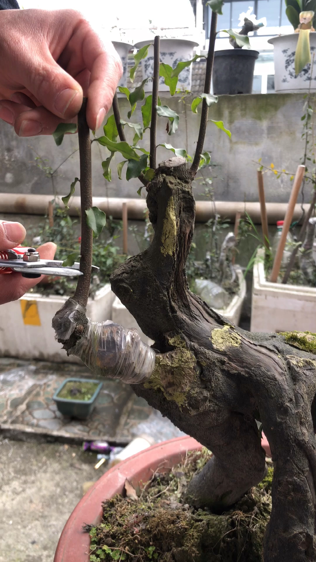 嫁接技术#金弹子开春嫁接最佳时机,以及嫁接方法-全民小视频