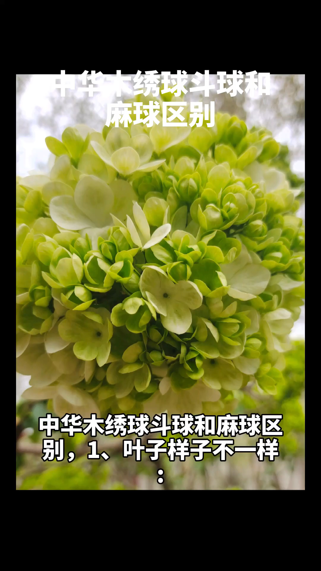 中华木绣球斗球中华木绣球斗球和麻球区别中华木绣球斗球和麻球的区别
