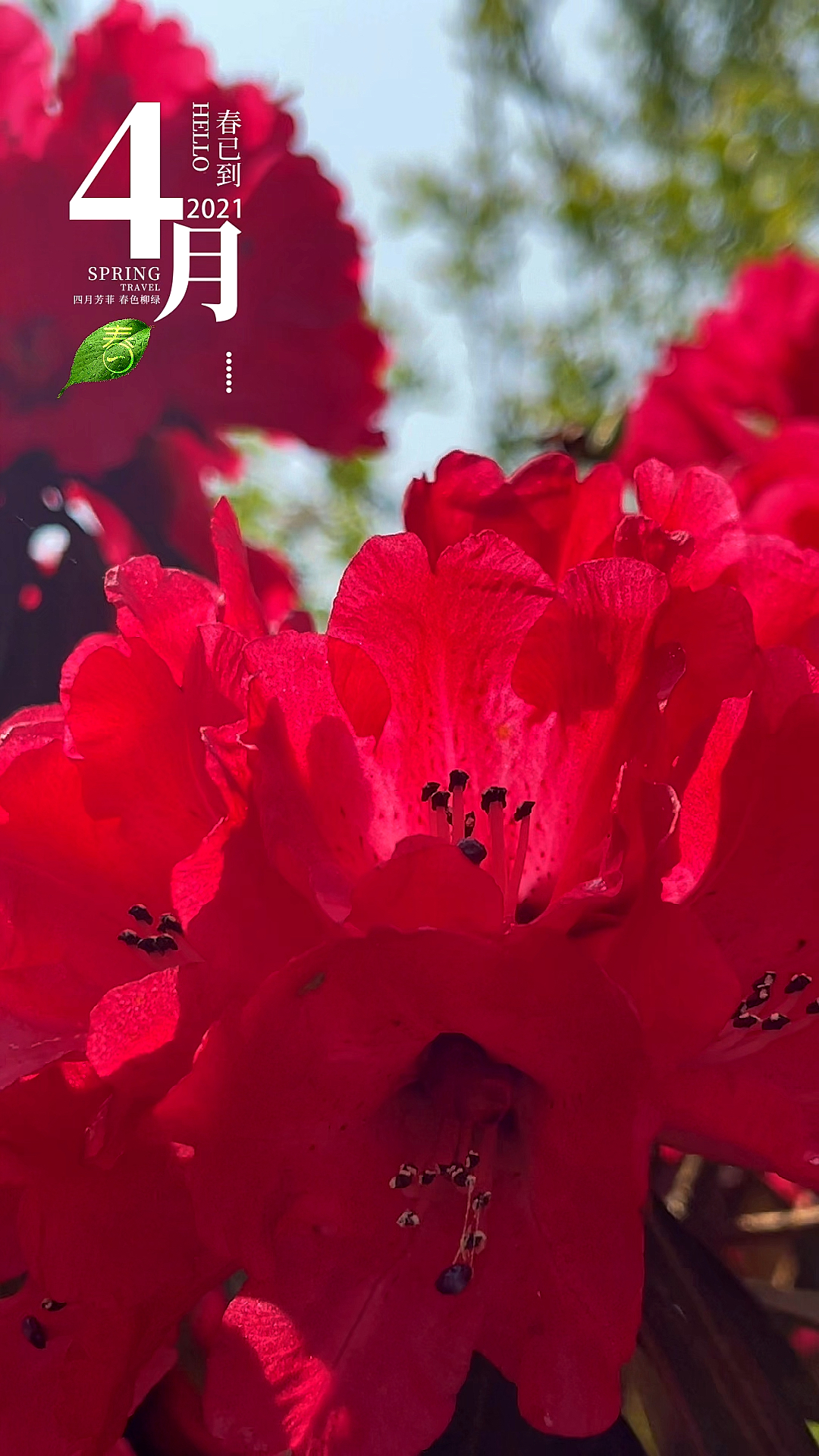 我和春天有个约会#四月,红艳艳的花儿红火火的你