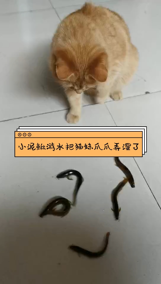 小泥鳅游水把猫妹爪爪弄湿了,赶紧甩甩