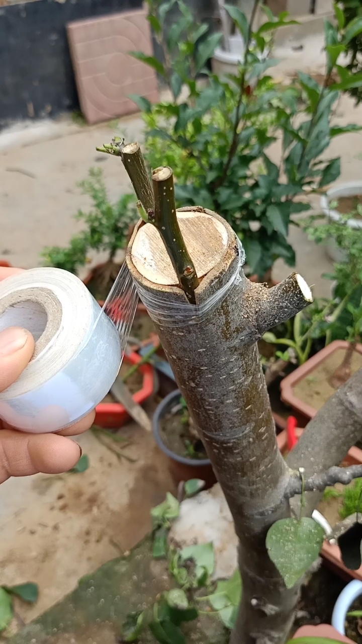 嫁接技术#大树插皮接成活率最高,一般人看不懂