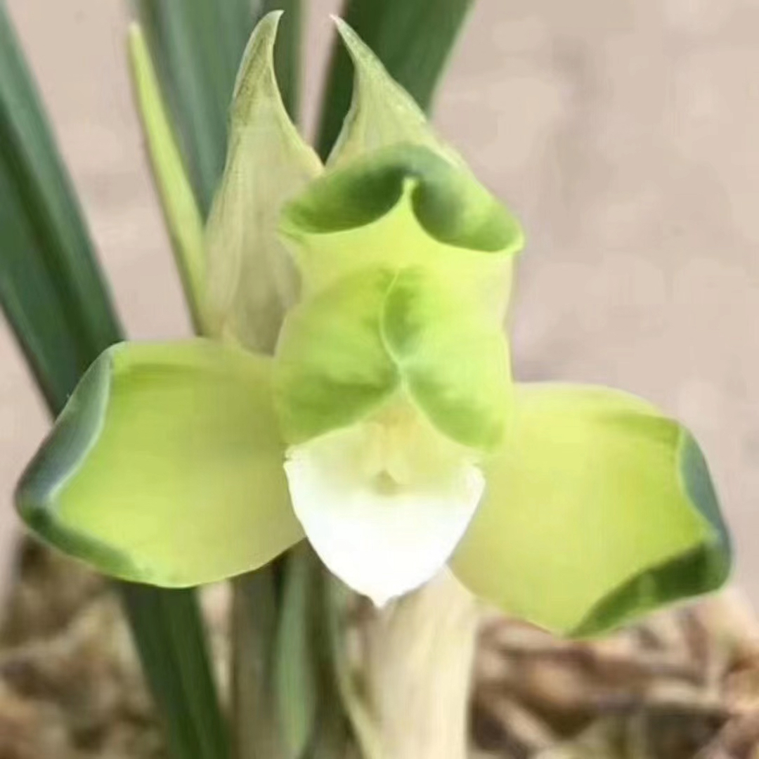 兰花#春兰文团中透#室友绿植花卉