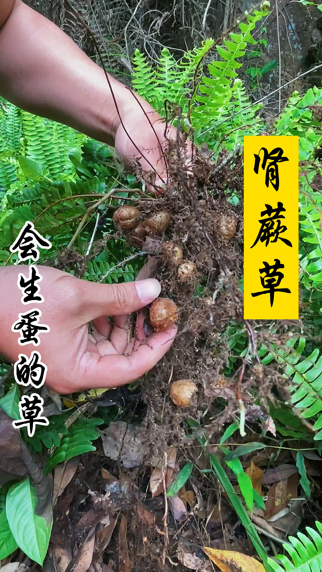 春日好食光#发现了好多肾蕨蛋,煲汤有料了-度小视