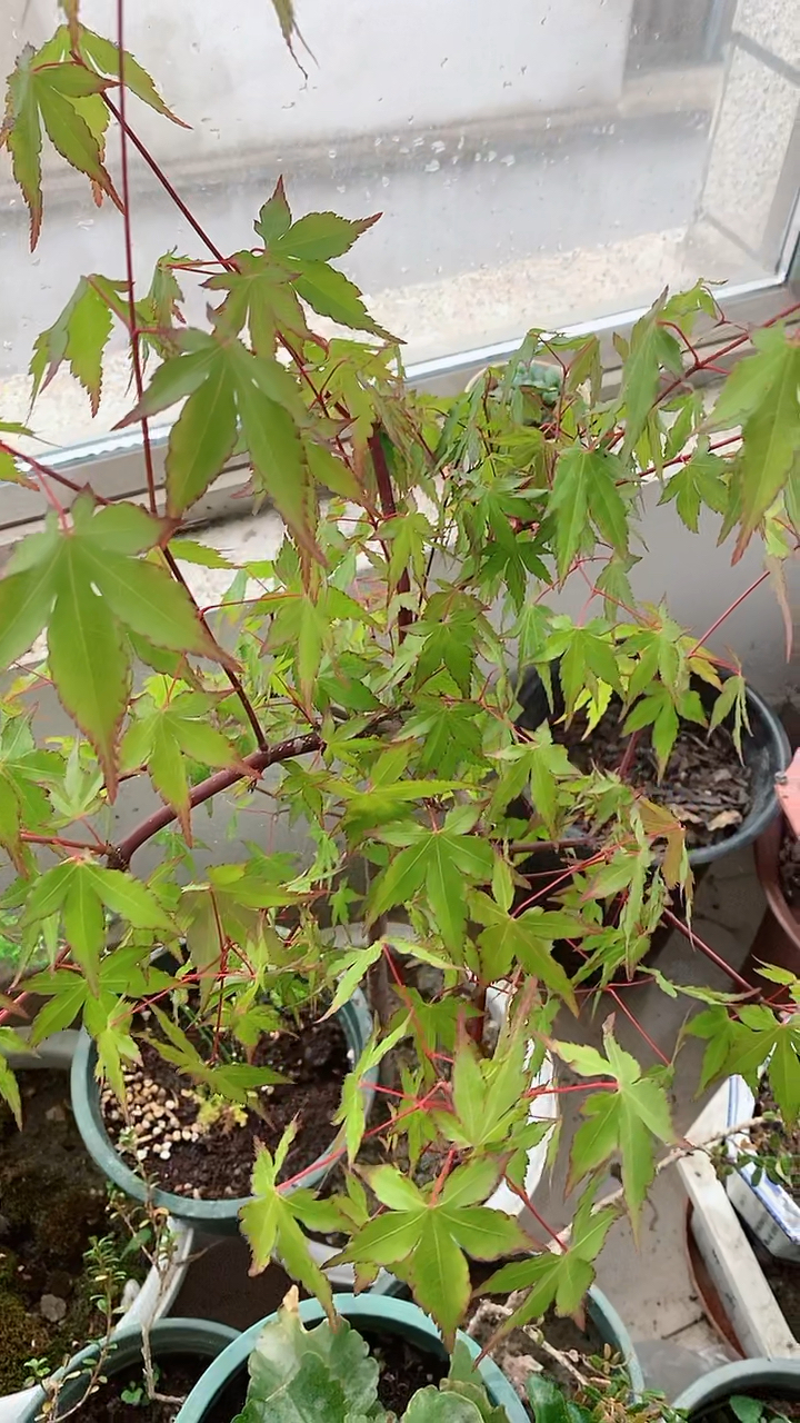 红枫#黄金枫的生长过程,现在叶片开始变绿啦-度小视