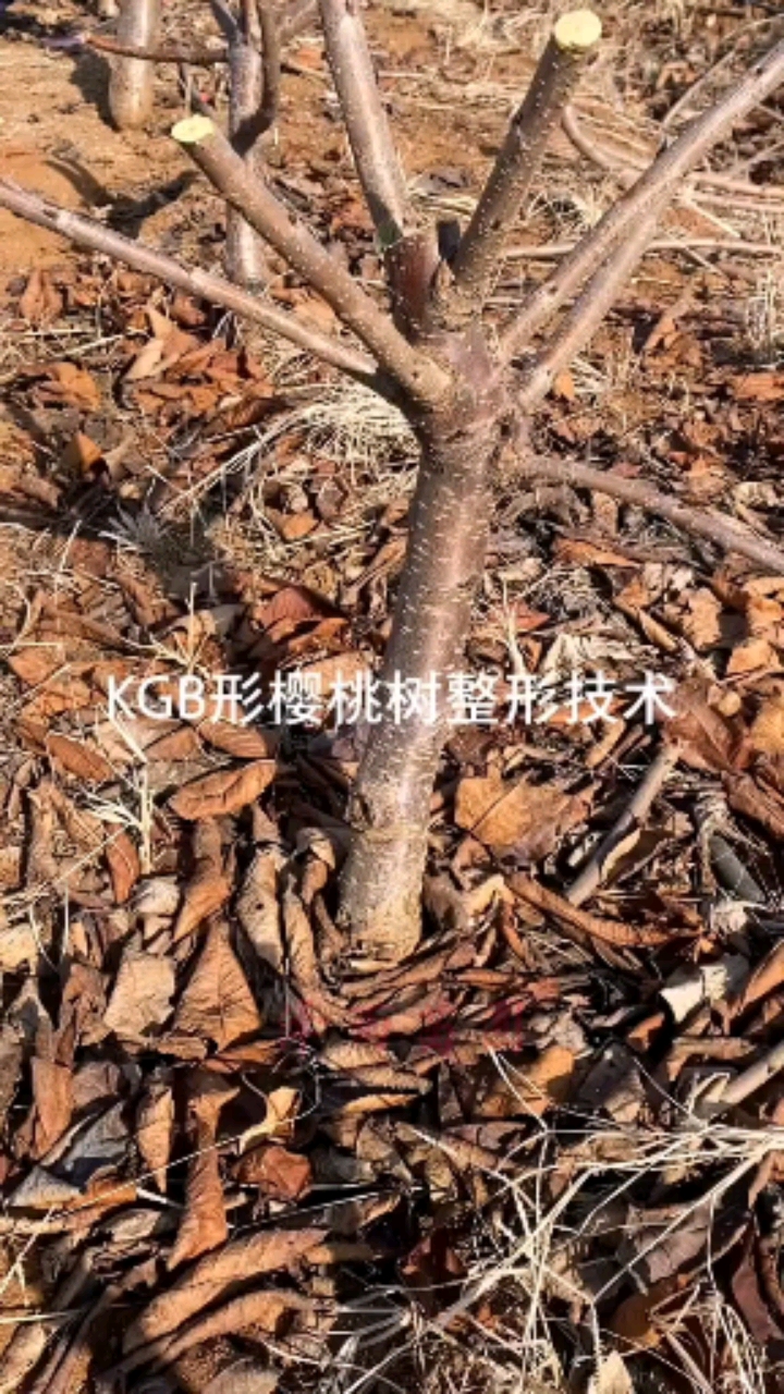泰安开发区泽雨苗圃#樱桃树kgb树形的原理与栽植技术
