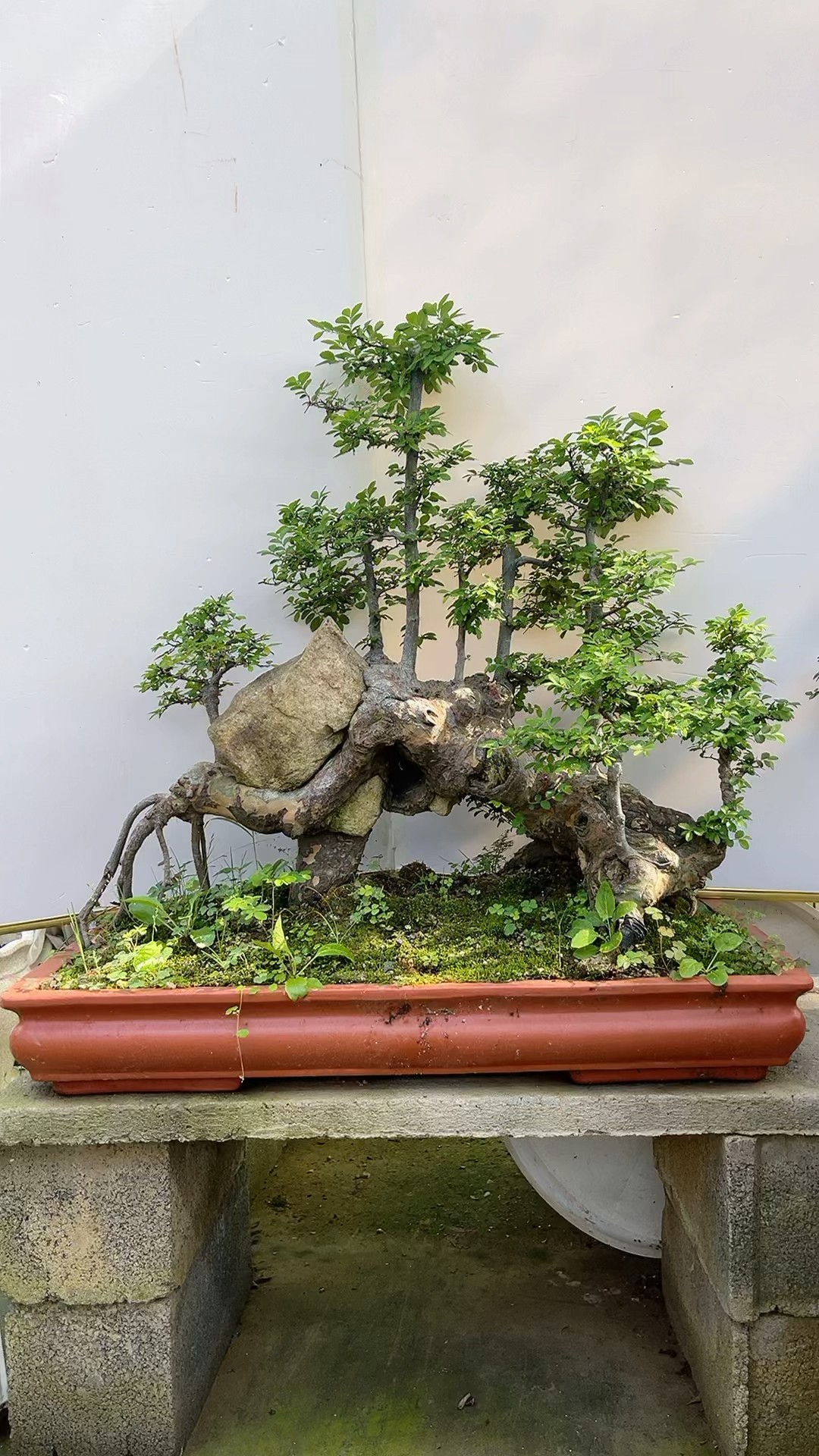 过桥连体榆树盆景时来运转年年有余