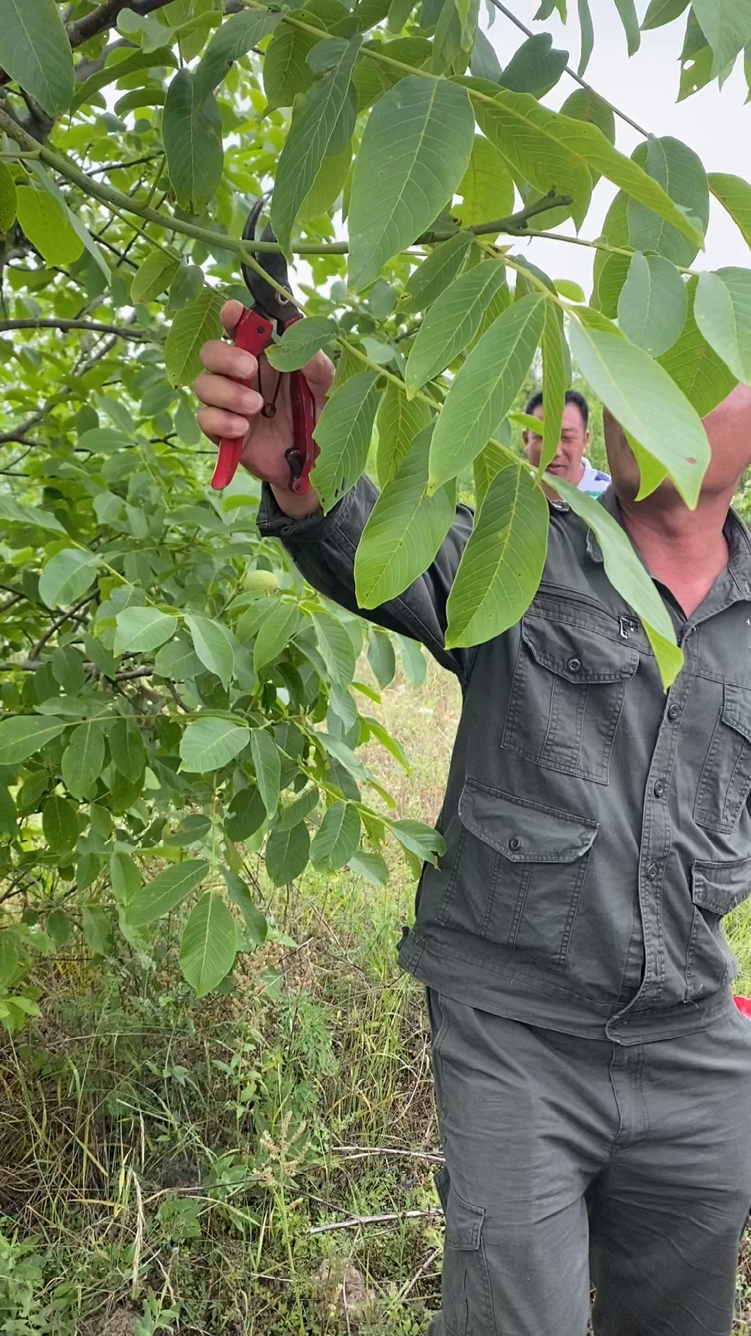 核桃树技术修剪讲解