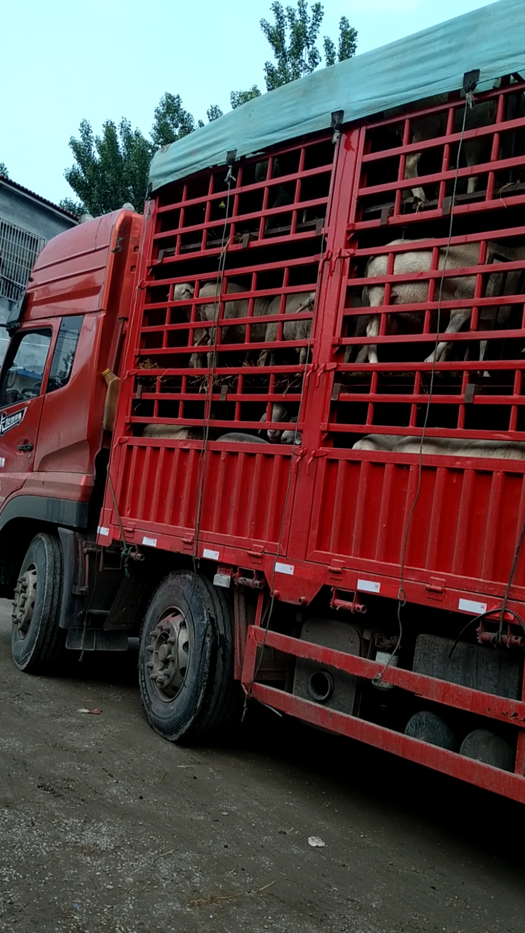 客户亲自选羊,给他们装车完成送到家