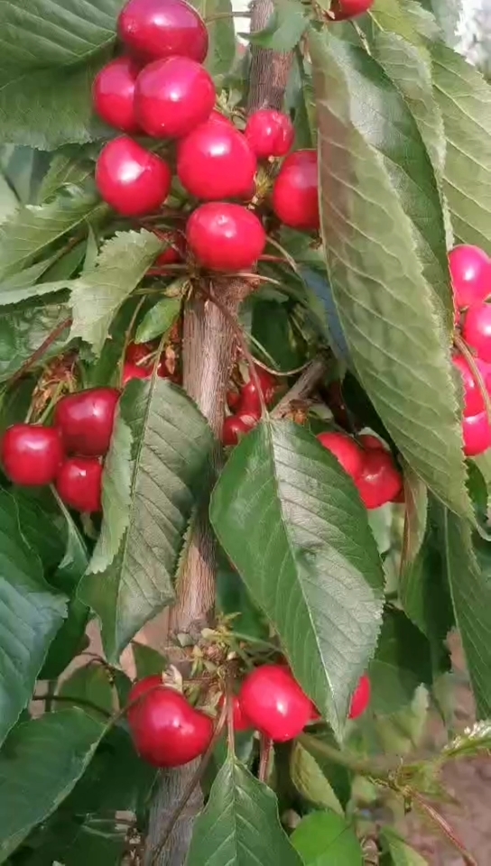 一根棍大樱桃#俄罗斯八号大樱桃密植栽种