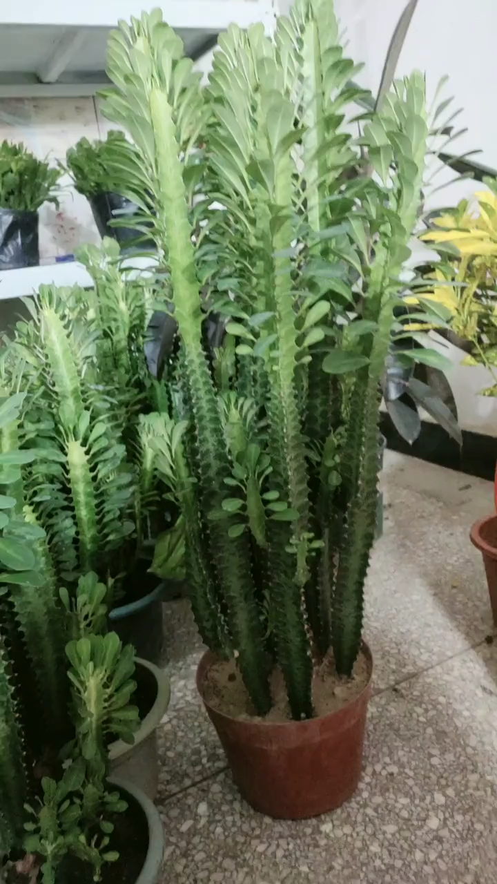 龙骨盆栽多肉植物爱好者,盆栽花卉