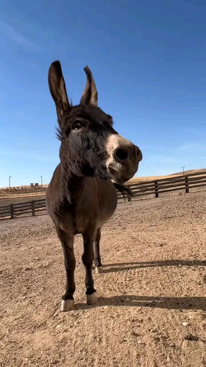 谁喜欢毛驴看看这头驴怎么样