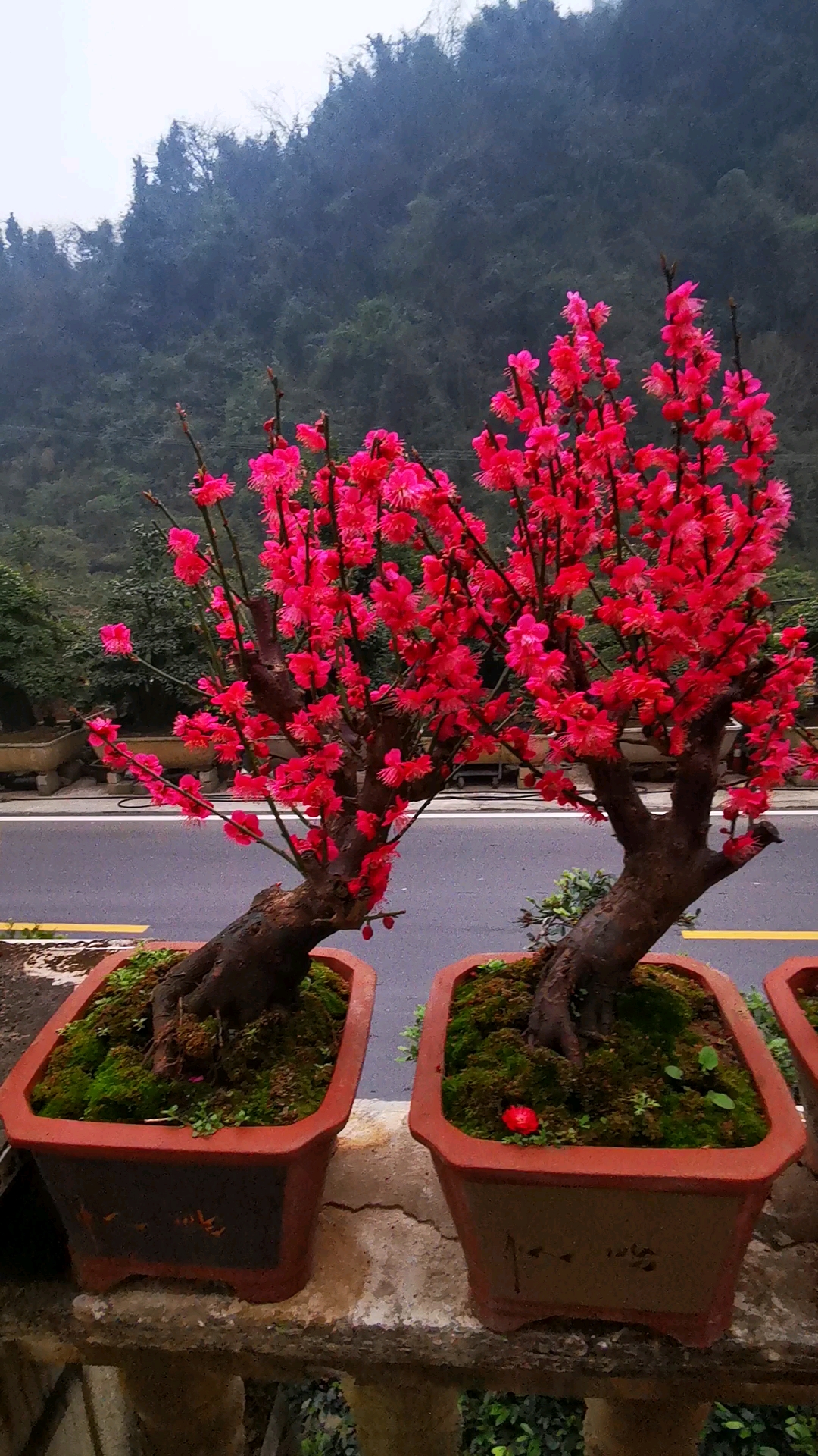 东方朱砂梅花开花图片图片