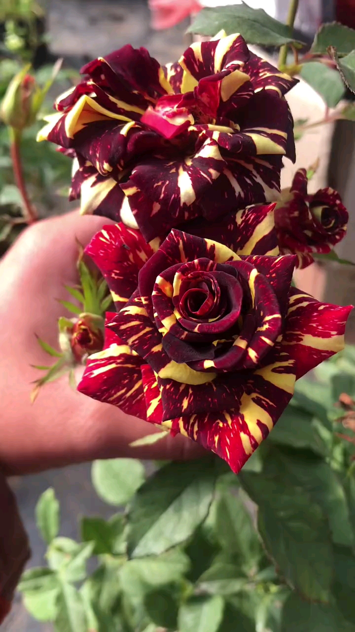 经典月季流星雨花色多变