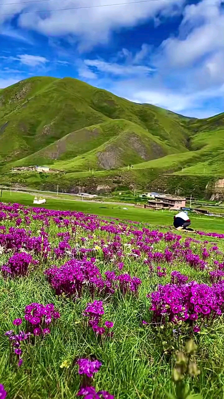 高原小红花,魅力西藏