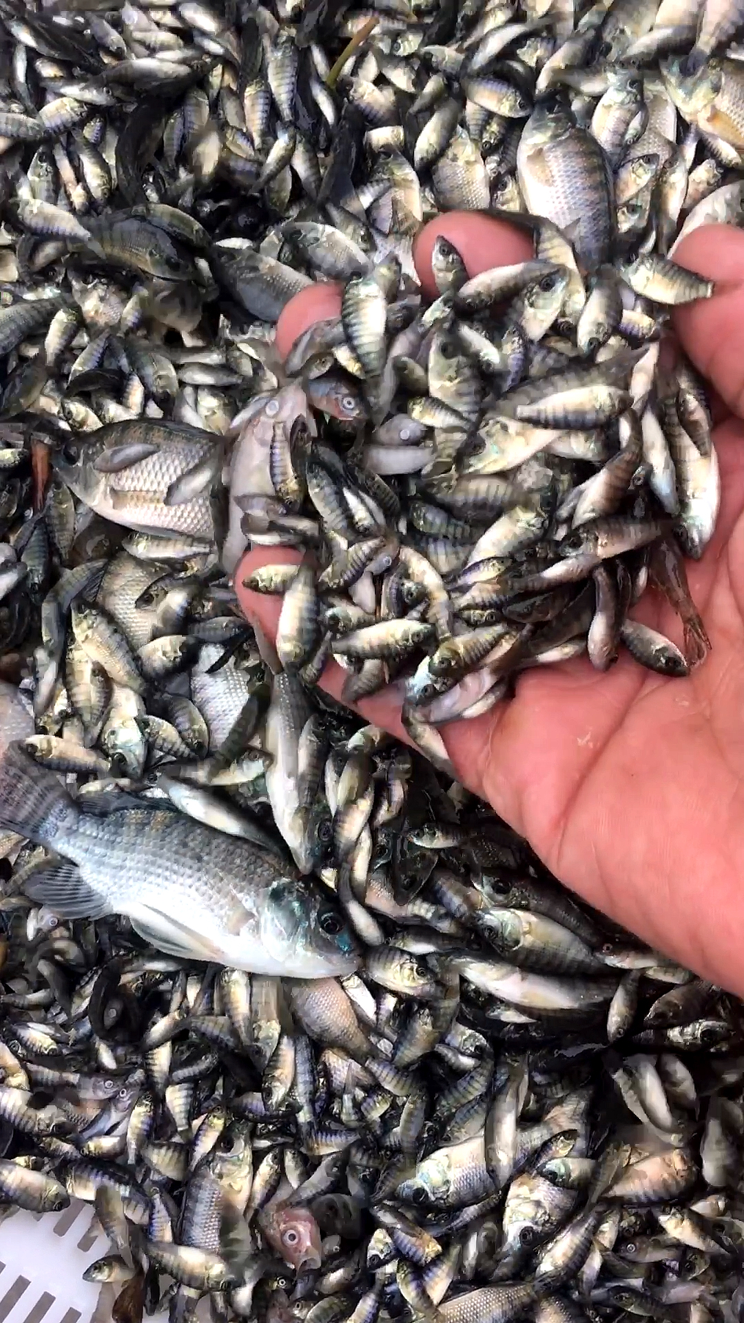 这些不大不小的罗非鱼苗又不多,没法下塘放养,只能奏乐