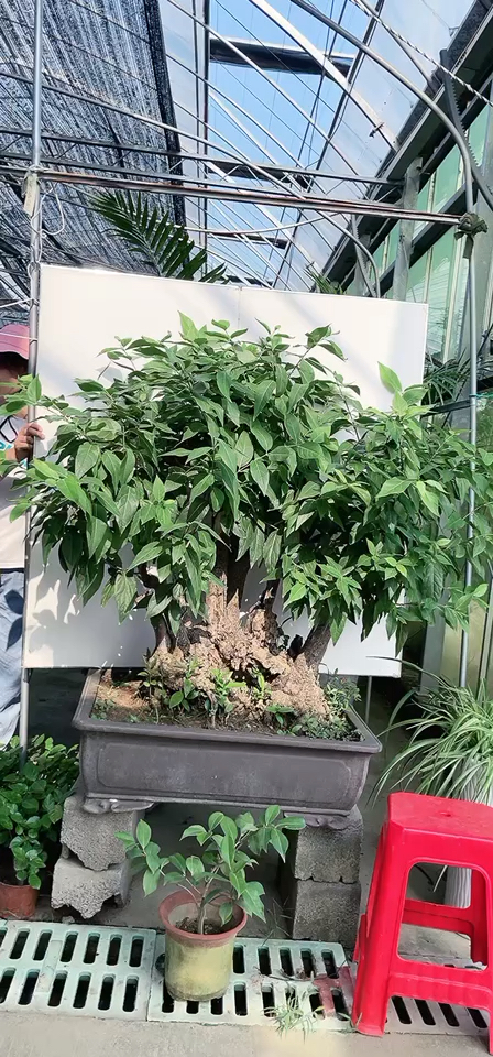 这么大一颗古桩腊梅,需要多少年,才能养这么大呢?