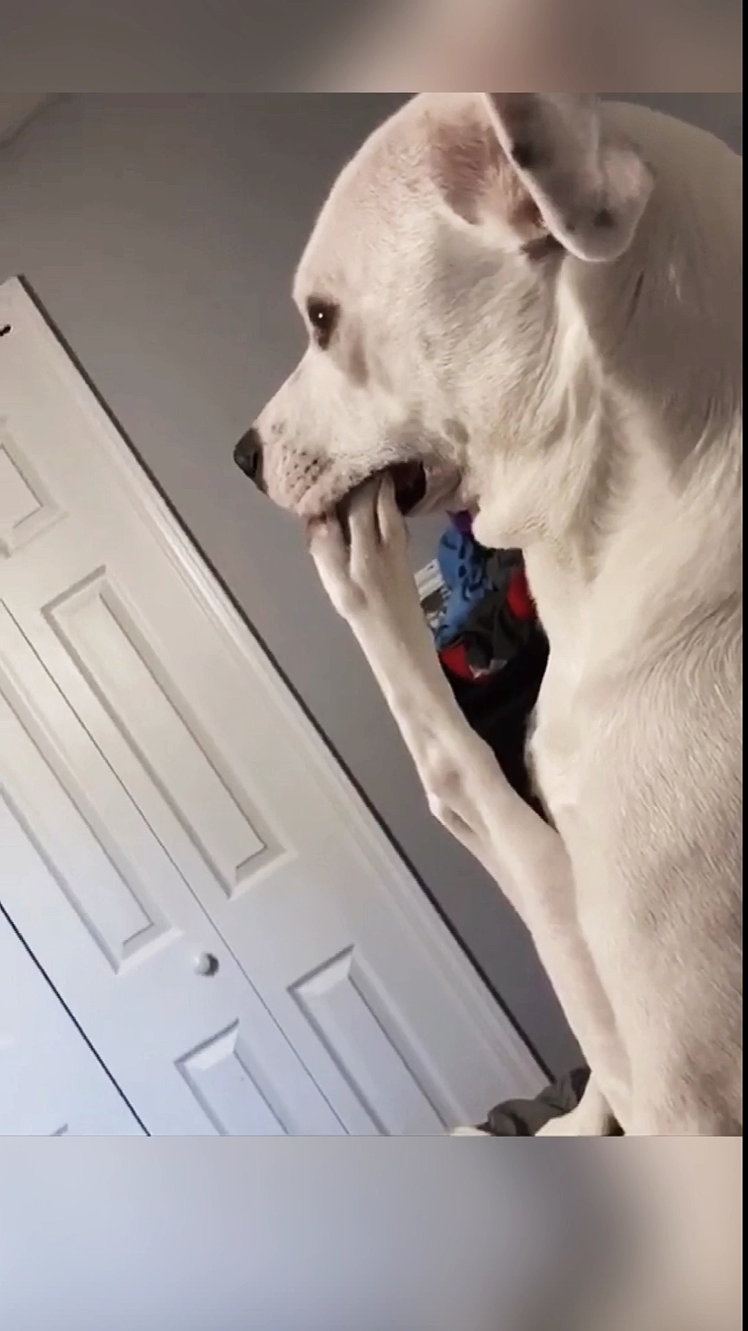 狗狗成精了#喜欢啃脚也就算了,为什么腿喜欢掰那么高!