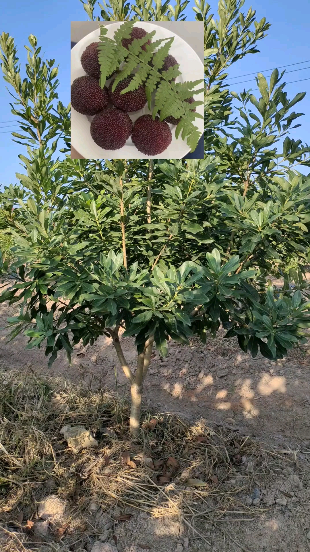 带你看三农#果树杨梅苗黑炭杨梅苗果苗供应