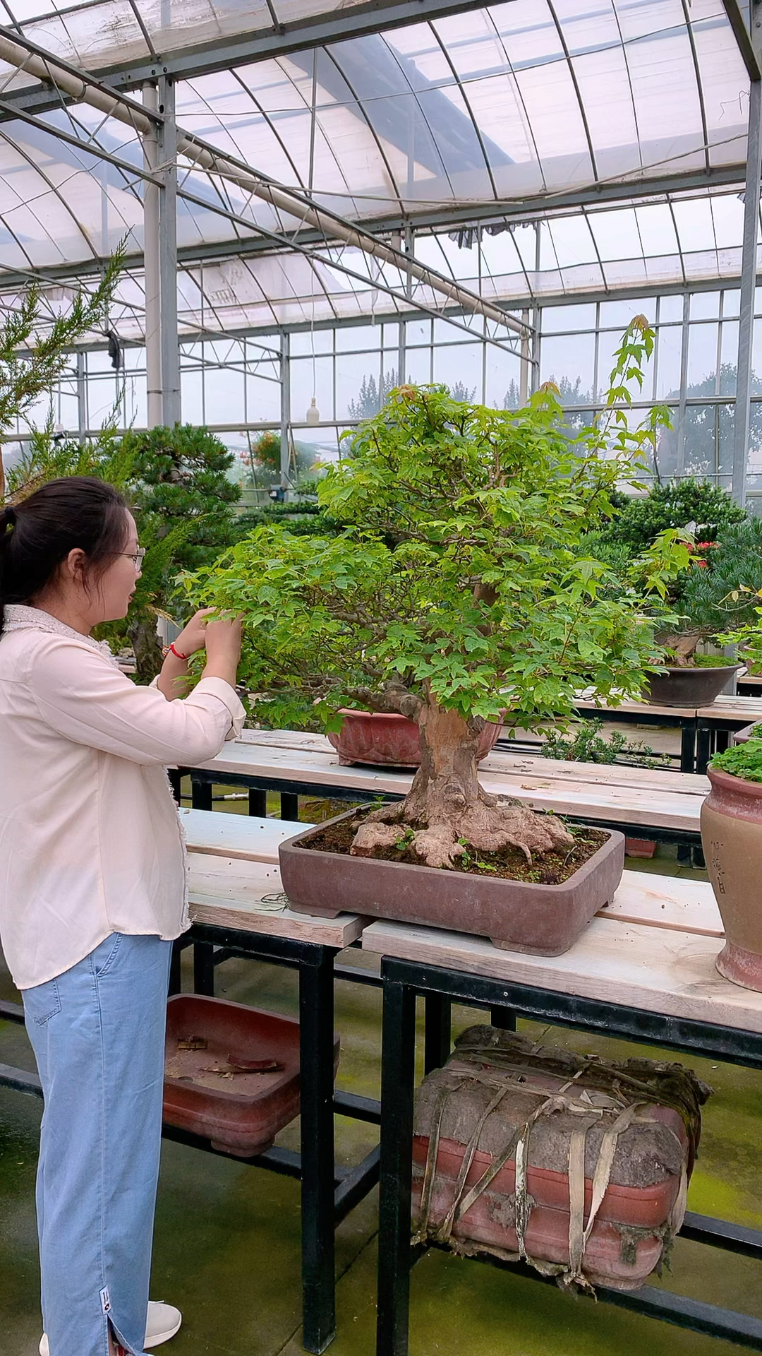 老桩三角枫盆景,树型优美