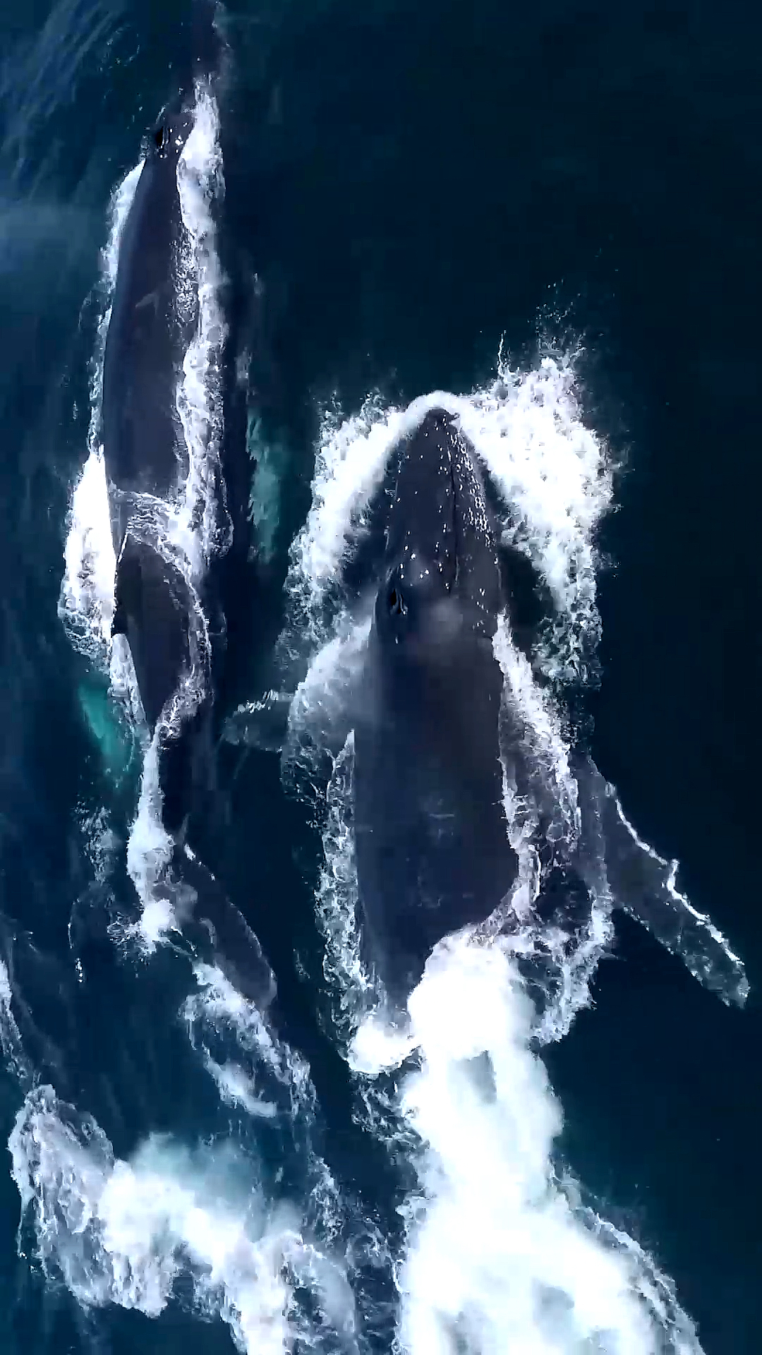 座头鲸#自由自在的深海座头鲸群出没