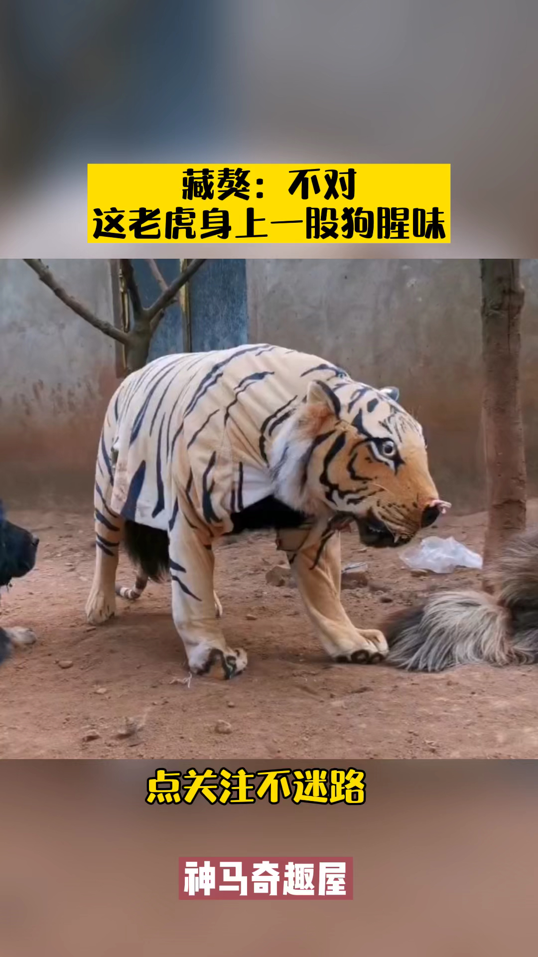 藏獒不对这老虎身上一股狗腥味