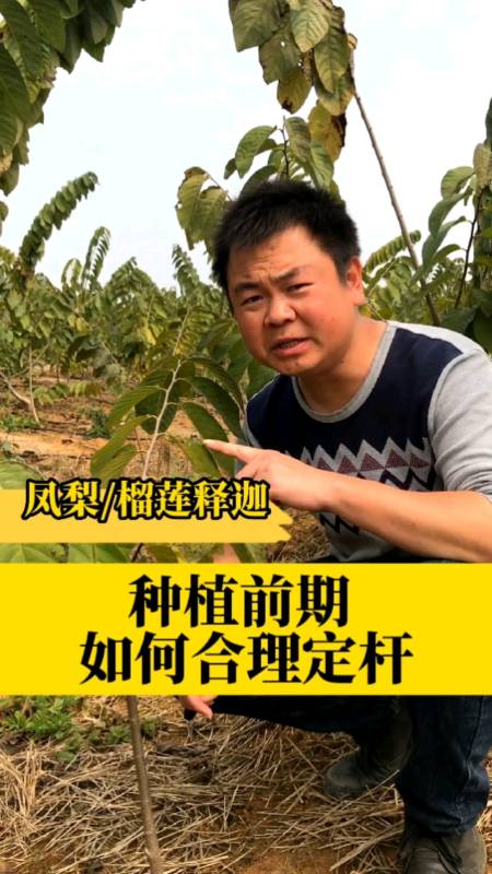 种植技术凤梨释迦榴莲释迦种植前期如何定杆