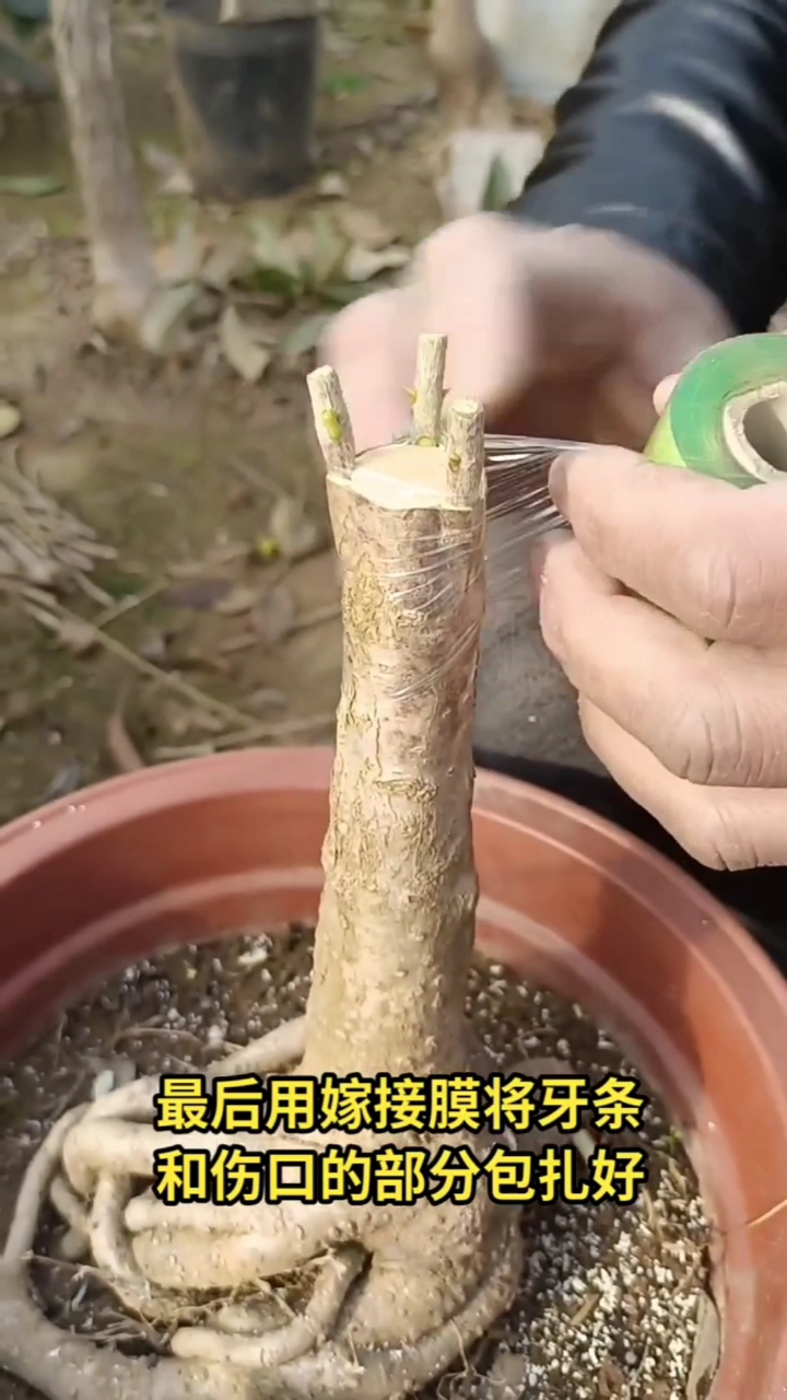 果树嫁接#桂花树嫁接技巧分享.-度小视