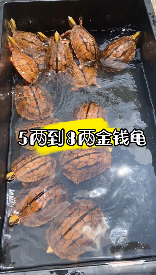 家中养金钱龟,金钱龟自古以来被称风水龟,镇宅辟邪招财风水龟.